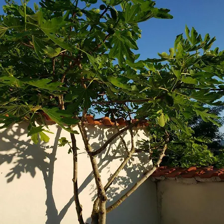 Pensión Evtimov Primorsko