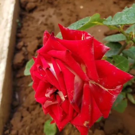 Evtimov Guest house *