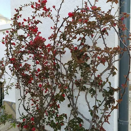 Guest house Evtimov *